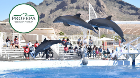 Profepa investiga la causa de muerte del delfín ‘Moana’ en el Delfinario de Sonora