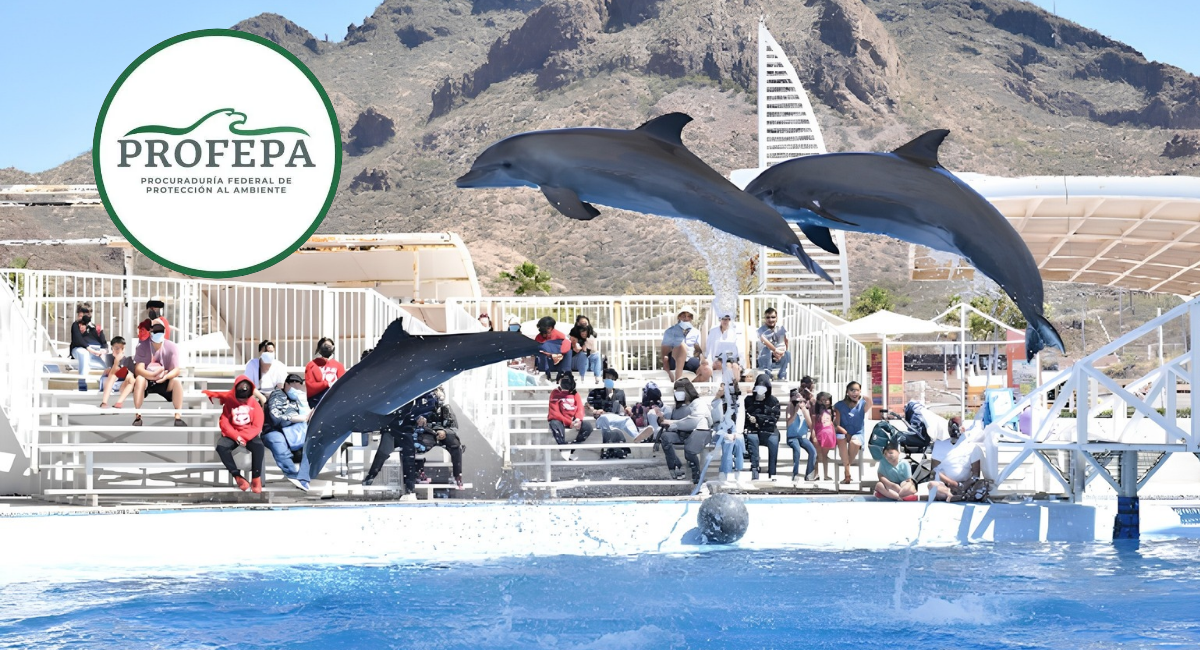 Profepa investiga la causa de muerte del delfín 'Moana' en el Delfinario de Sonora