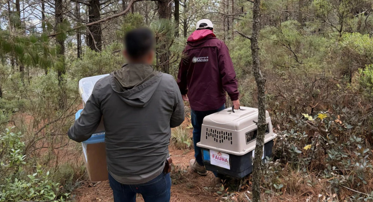 Profepa libera a 33 animales silvestres rehabilitados en el Cerro de las Navajas, Hidalgo