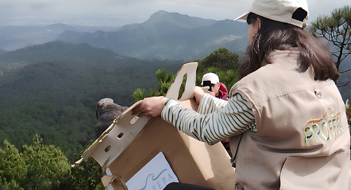 Profepa libera a 33 animales silvestres rehabilitados en el Cerro de las Navajas, Hidalgo