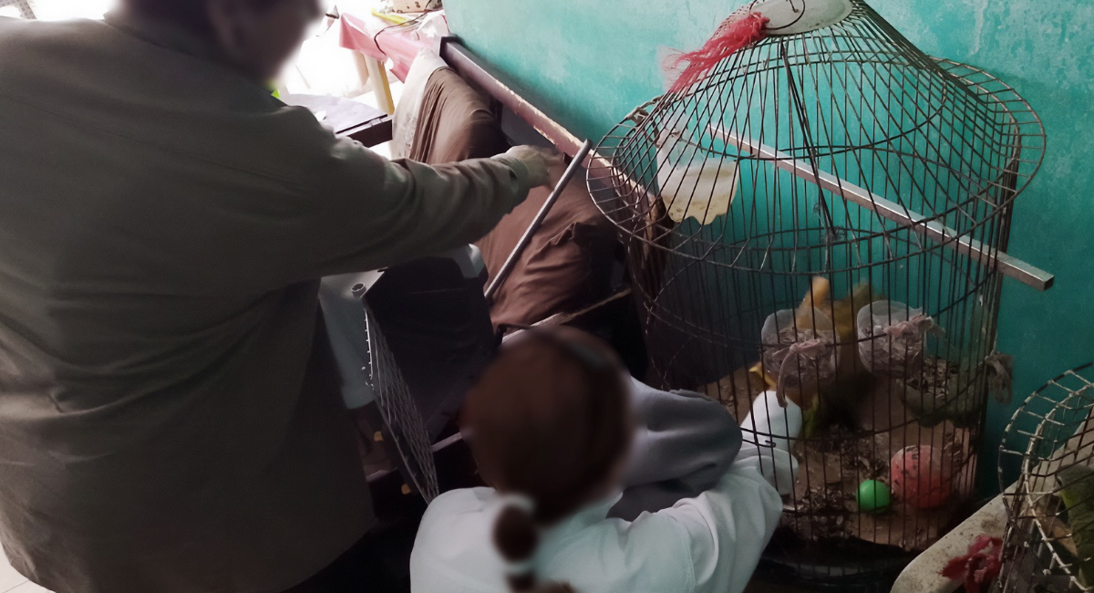 Profepa rescata a 10 loros y pericos en peligro de extinción que vivían en condiciones insalubres