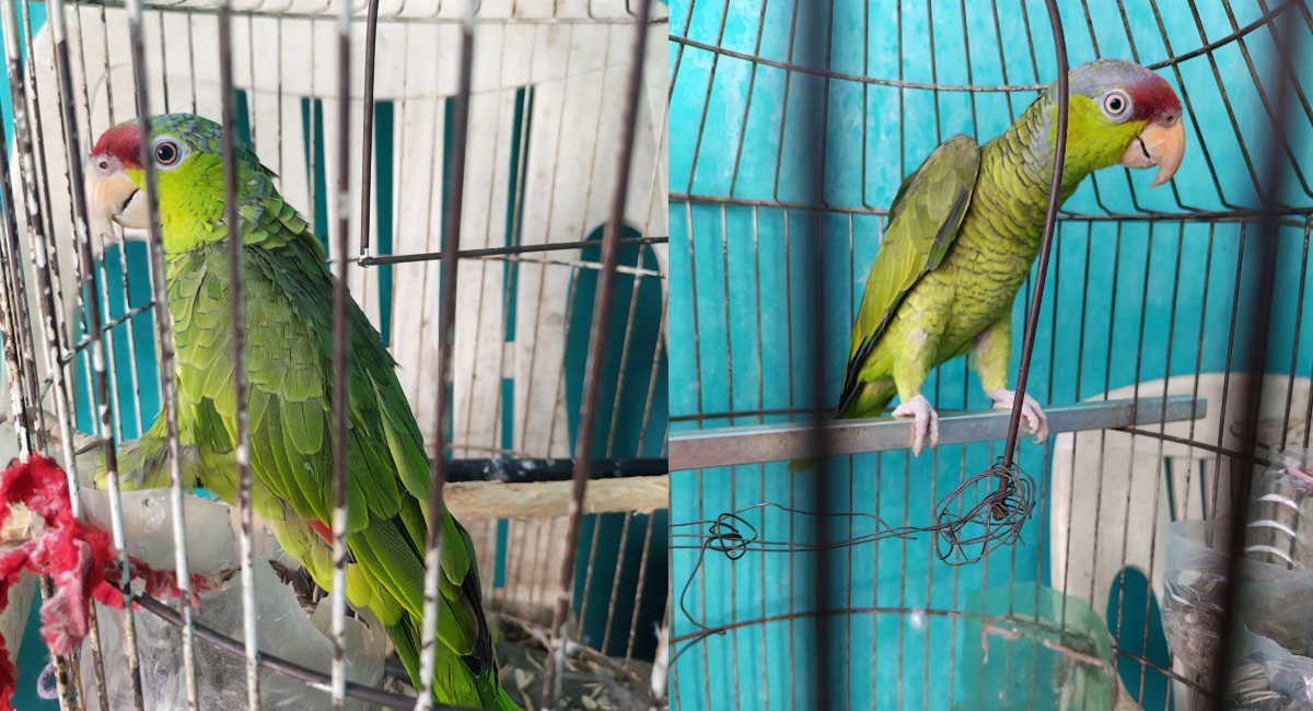 Profepa rescata a 10 loros y pericos en peligro de extinción que vivían en condiciones insalubres