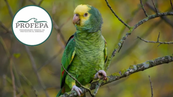 Profepa rescata a 10 loros y pericos en peligro de extinción que vivían en condiciones insalubres