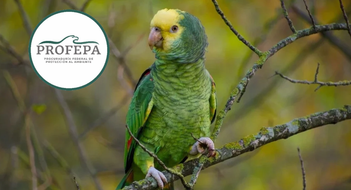 Profepa rescata a 10 loros y pericos en peligro de extinción que vivían en condiciones insalubres