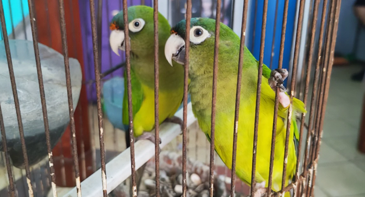 Profepa rescata a 10 loros y pericos en peligro de extinción que vivían en condiciones insalubres
