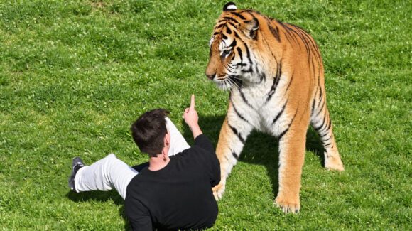 VIDEO: Muere hombre atacado por tigre en zoológico de Reino Unido; saltó la valla del recinto