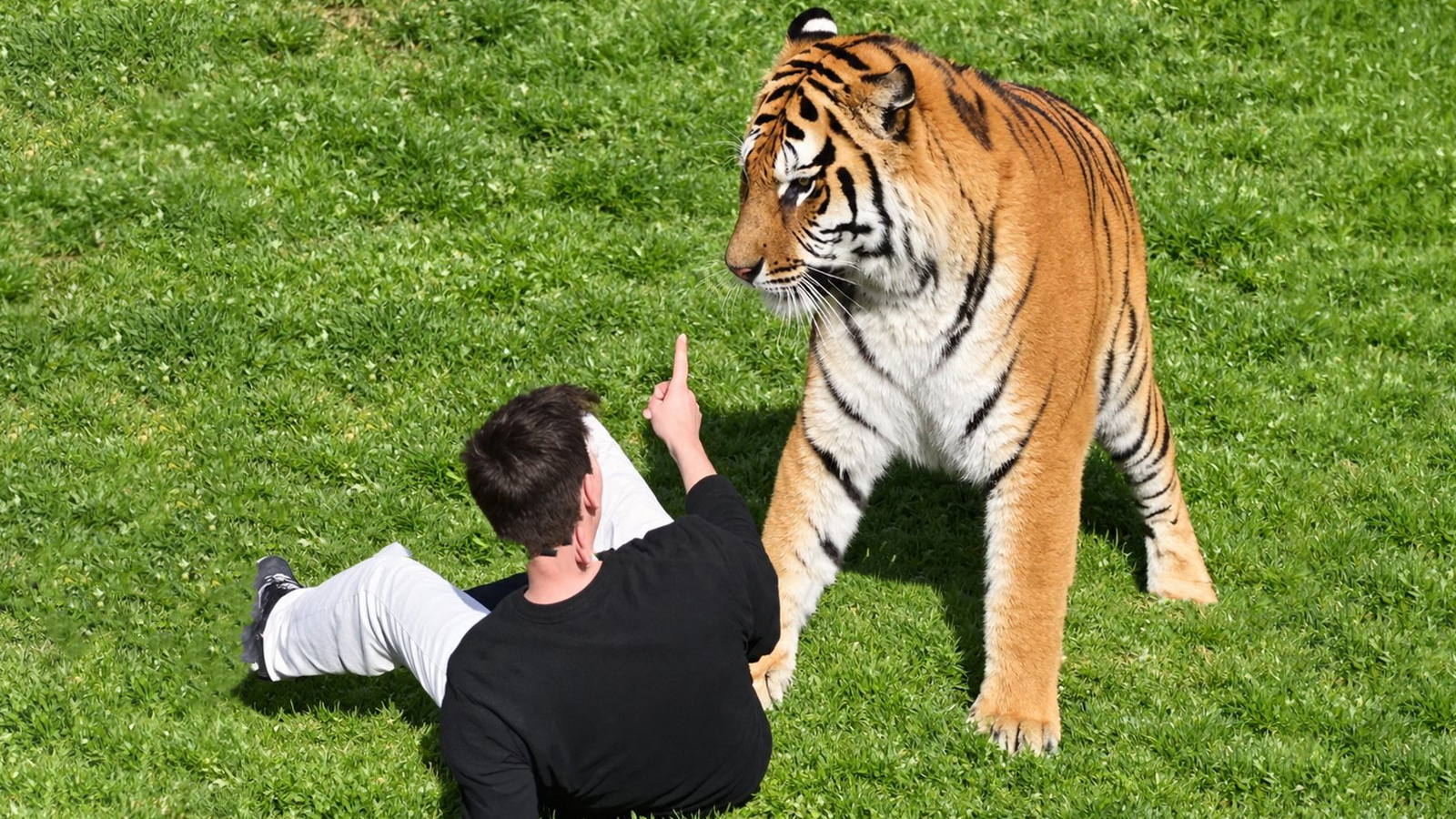 VIDEO: Muere hombre atacado por tigre en zoológico de Reino Unido; saltó la valla del recinto