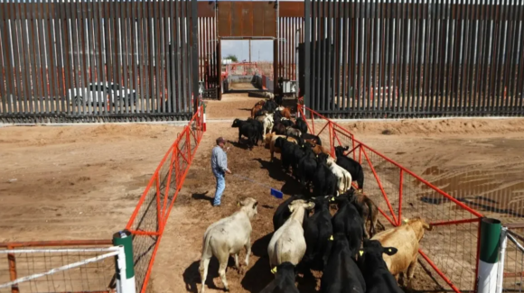 Reabren exportación de ganado de Sonora a EU por Agua Prieta tras pruebas negativas