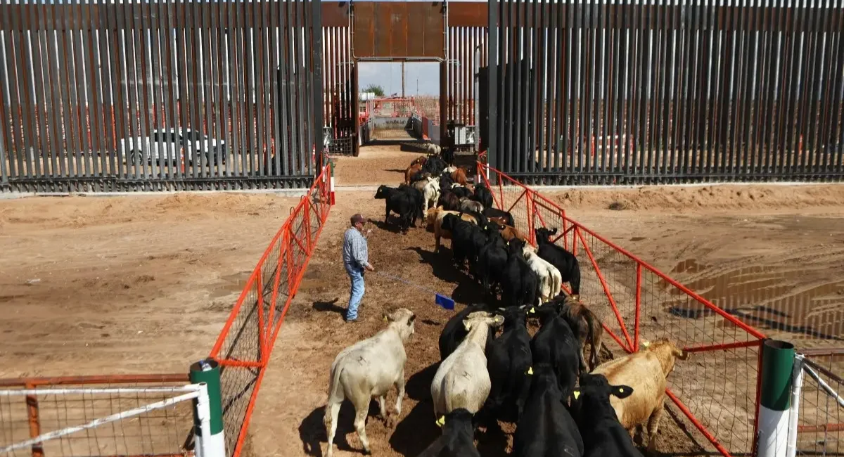 Reabren exportación de ganado de Sonora a EU por Agua Prieta tras pruebas negativas