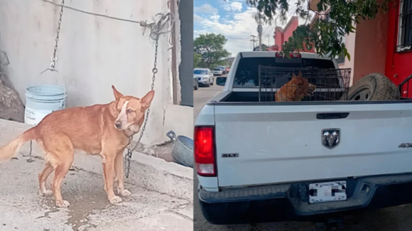 Resguardan a perro rescatado durante investigación por maltrato animal en Agua Prieta