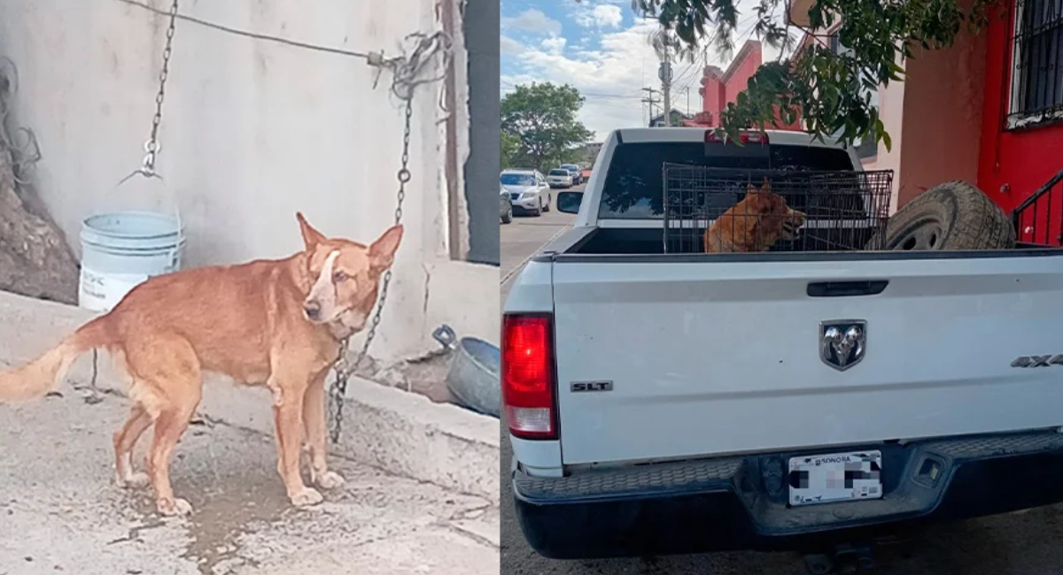 Resguardan a perro rescatado durante investigación por maltrato animal en Agua Prieta