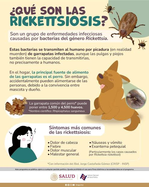 Rickettsiosis en Guaymas alcanza casi 60% de letalidad, es el municipio más afectado en Sonora