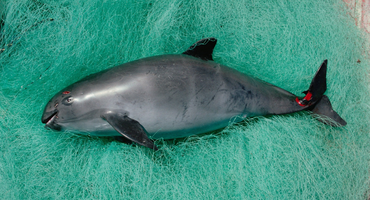 Semarnat refuerza protección de la vaquita marina mediante nuevas reglas pesqueras