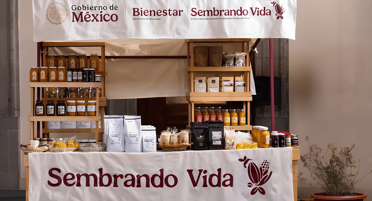 Sheinbaum confirma continuidad del programa 'Sembrando Vida' hasta el año 2030