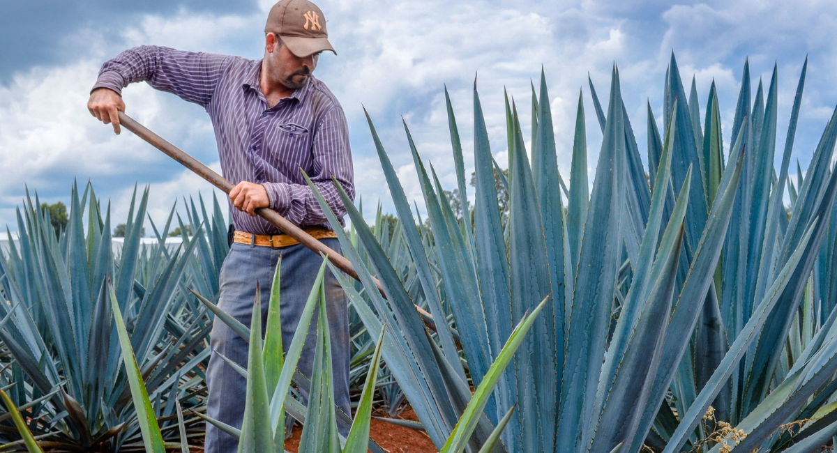 Sheinbaum prepara plan de apoyo a productores de agave ante la caída de precios