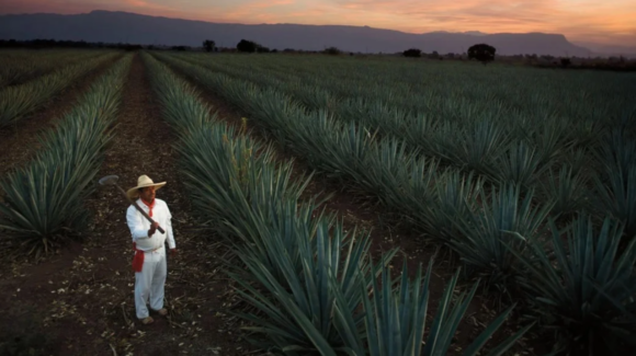 Sheinbaum prepara plan de apoyo a productores de agave ante la caída de precios