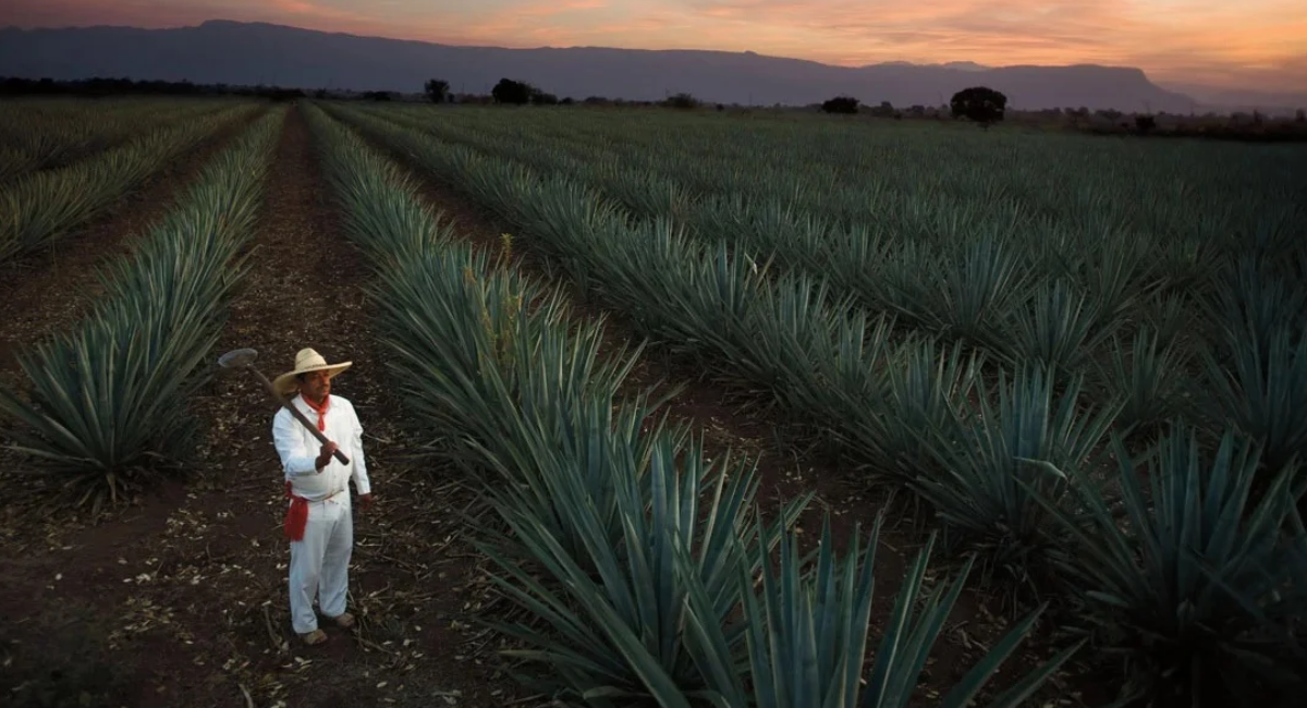 Sheinbaum prepara plan de apoyo a productores de agave ante la caída de precios