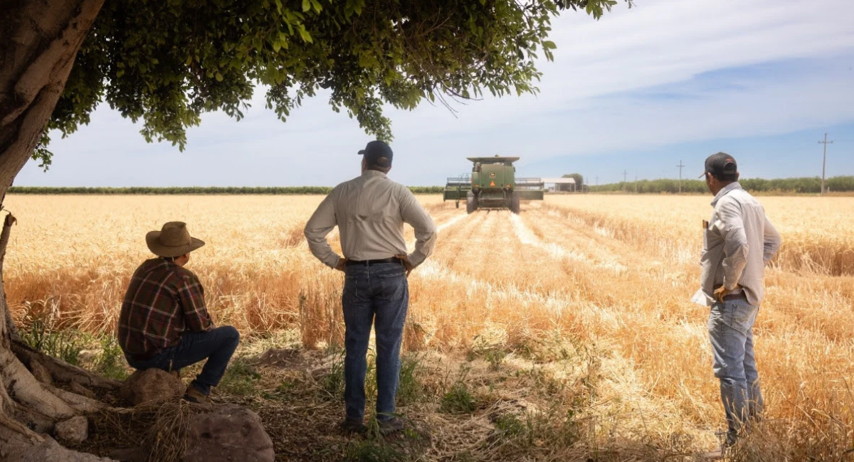 Sonora busca alcanzar 50 mil hectáreas de cultivos de reconversión productiva