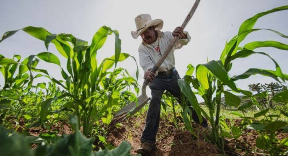 Sonora busca alcanzar 50 mil hectáreas de cultivos de reconversión productiva