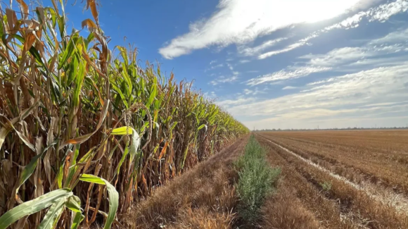 Sonora busca alcanzar 50 mil hectáreas de cultivos de reconversión productiva