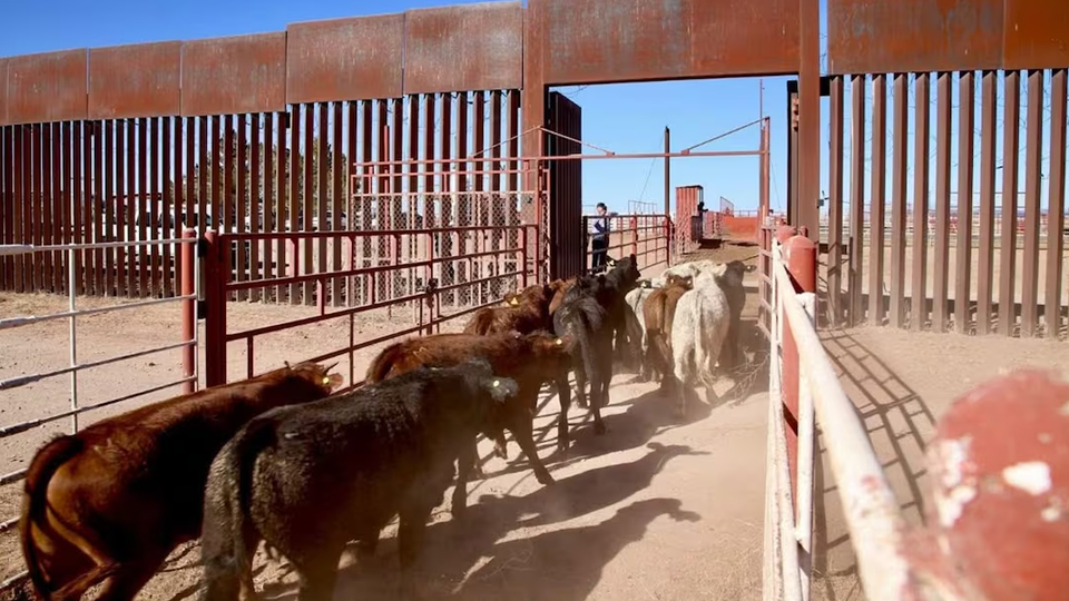 Sonora reanudará exportación de ganado a Estados Unidos a través de la garita de Nogales