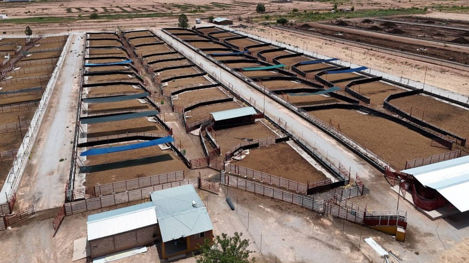 Sonora retoma la exportación de ganado a Estados Unidos a través de Nogales