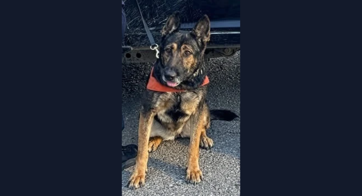 Unidad K-9 de Hermosillo permite detener a dos personas tras un operativo especializadoUnidad K-9 de Hermosillo permite detener a dos personas tras un operativo especializado