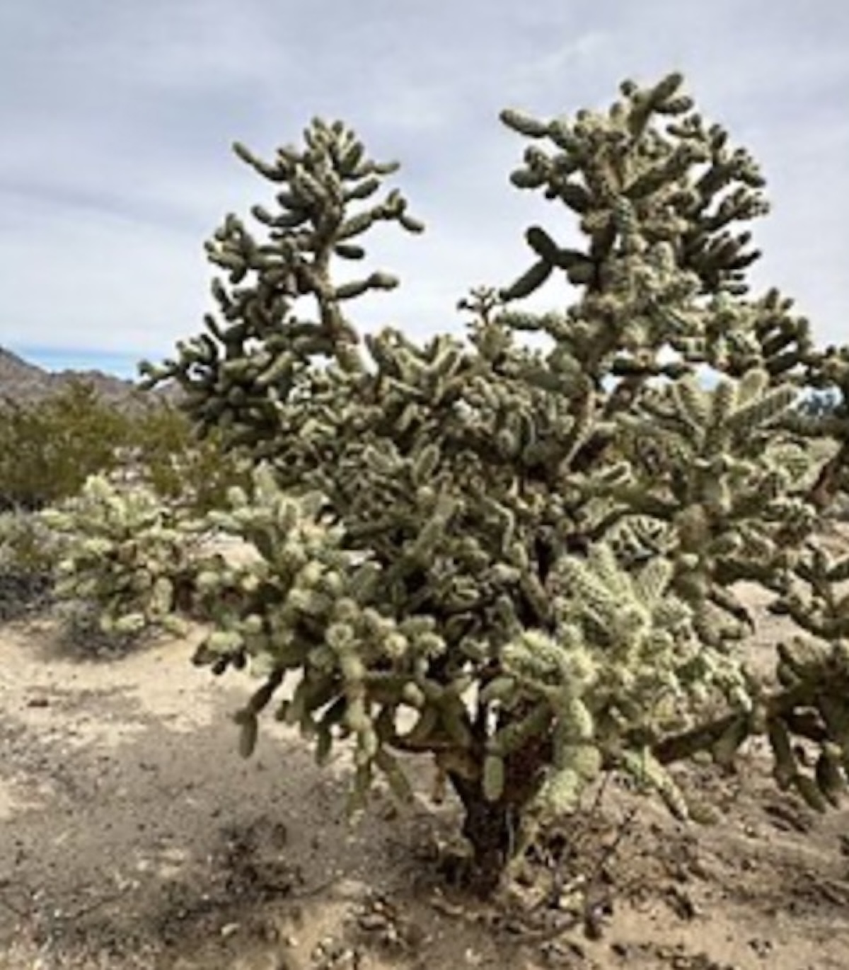 Choya, una de las cactáceas más simbólicas de Sonora