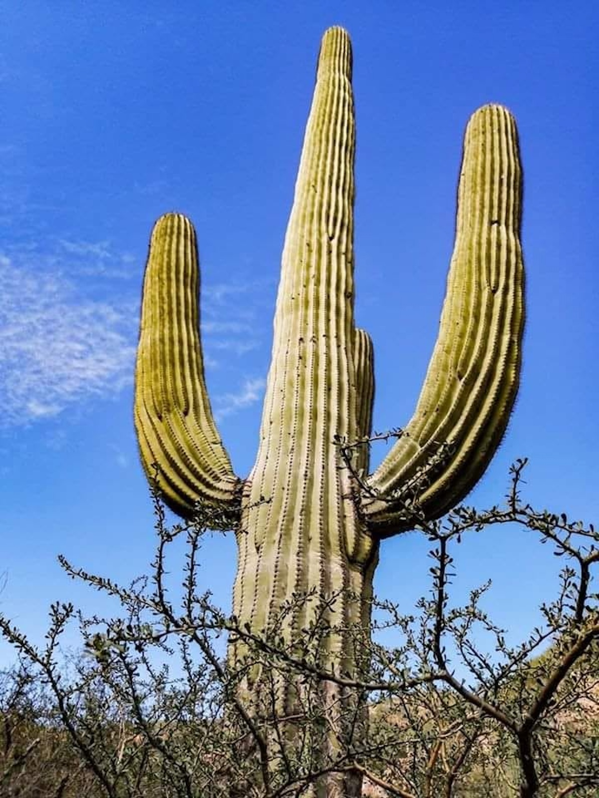 Día Nacional de las Cactáceas: guía de especies sonorenses